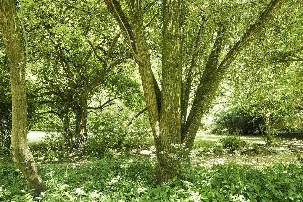 Woodland