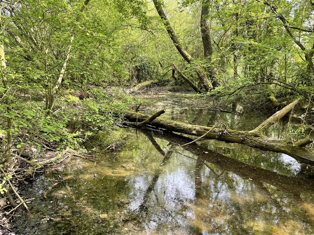 Pond.jpg