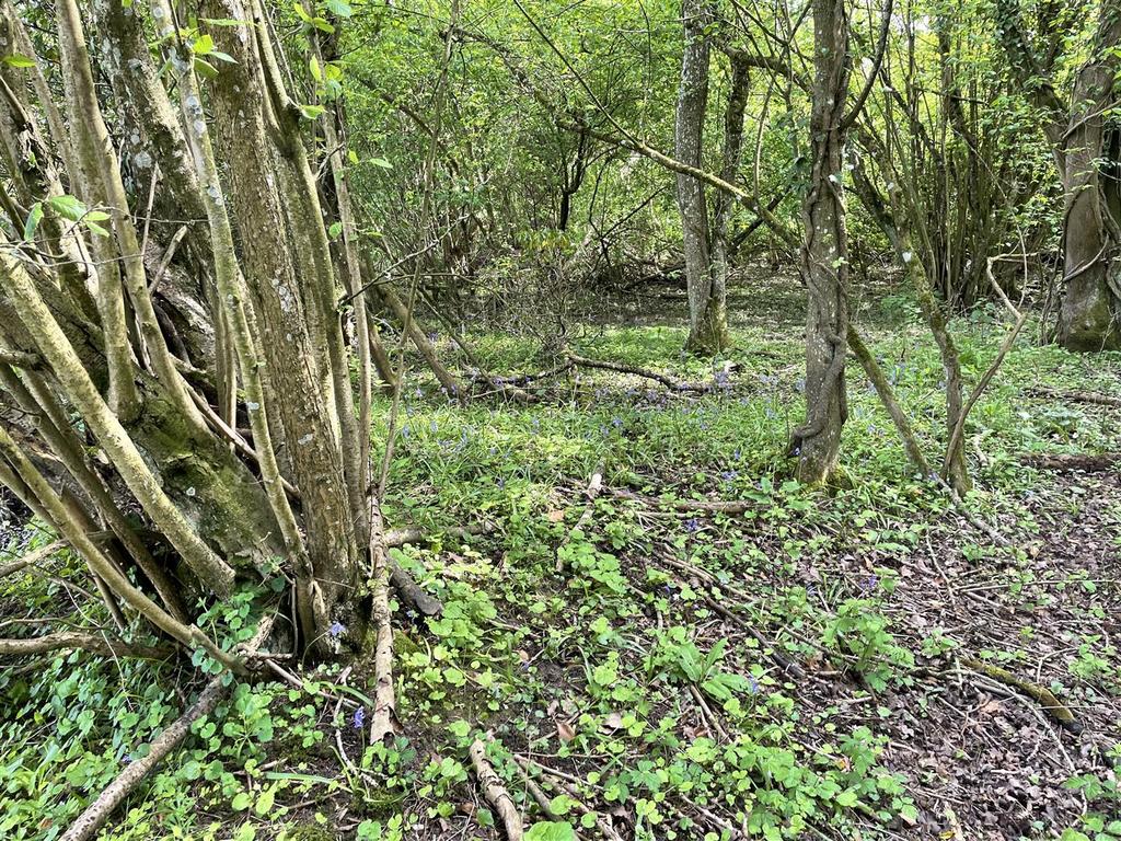 Woodland.jpg