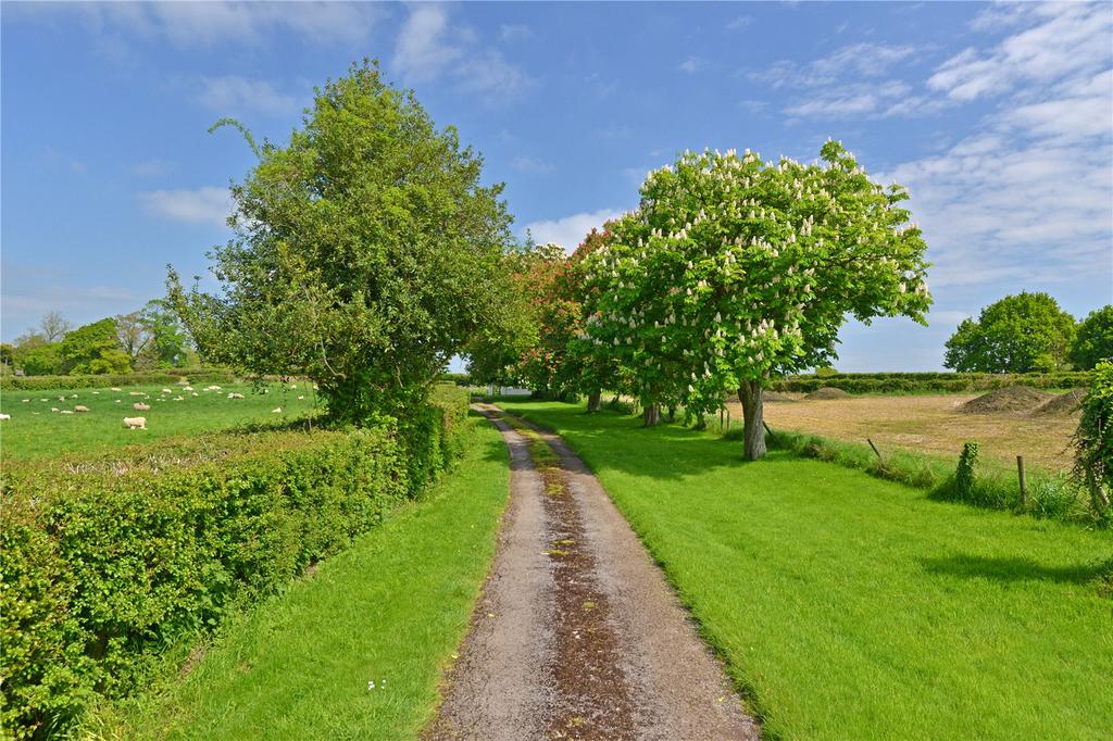 Tree Lined Driveway