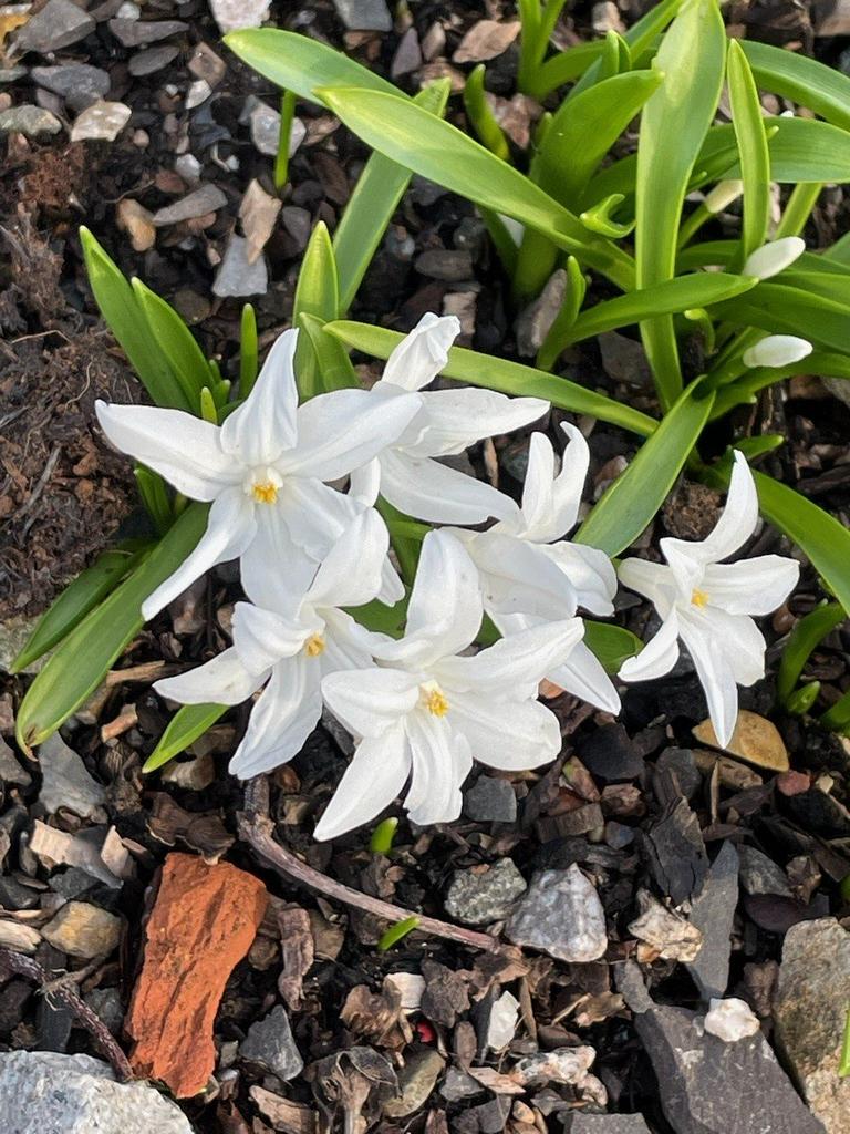 Fantastic Planting