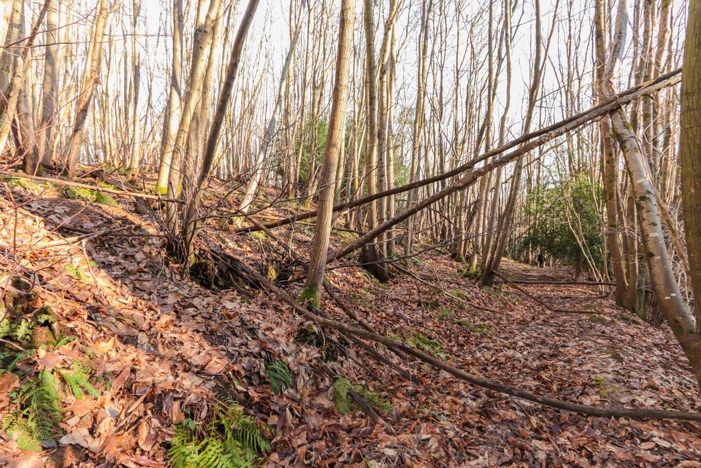 Woodland in Ticehurst Land for sale £25,000