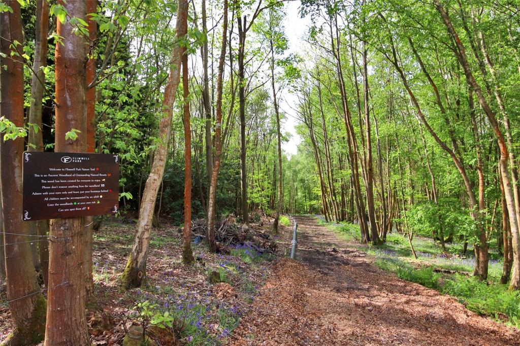 Surrounding Forest