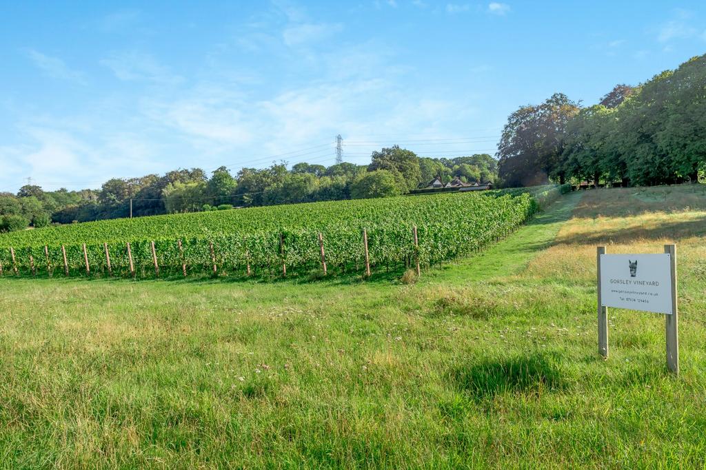 Vineyard
