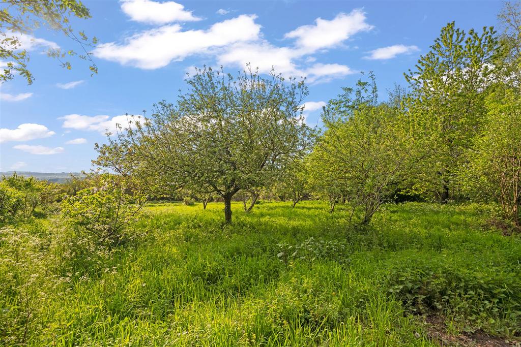Orchard