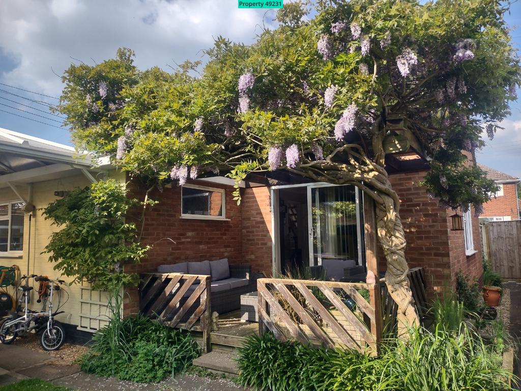 Wisteria in bloom