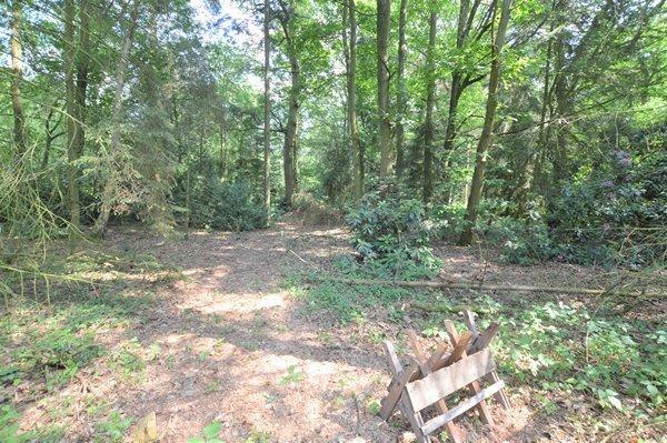 Woodland
