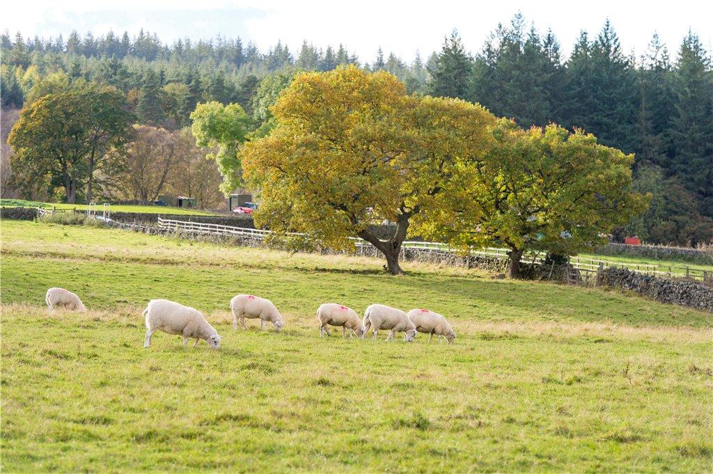 The 'neighbours.'