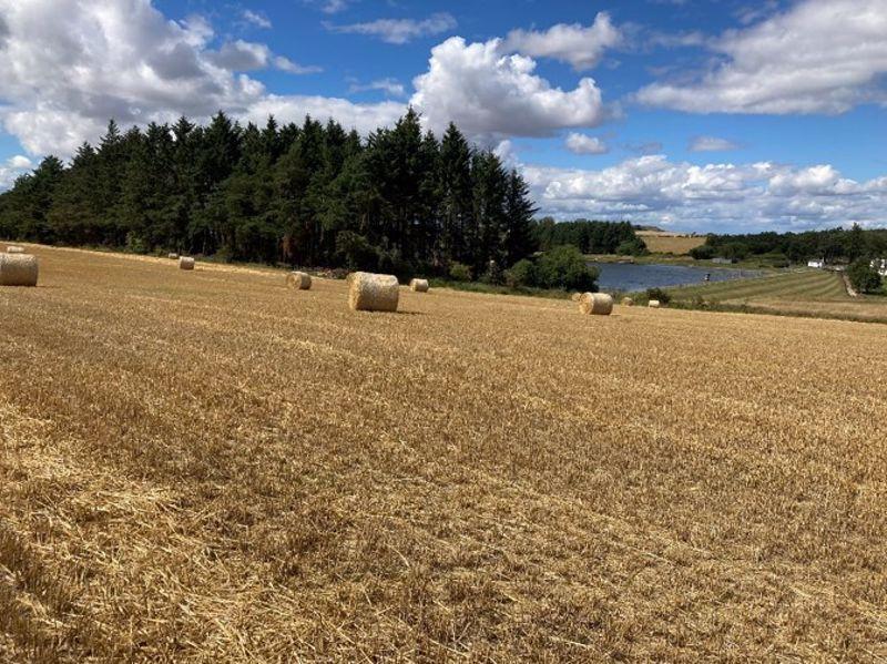 Bale of straw Lot G