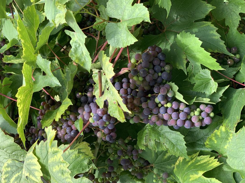 Grapevines