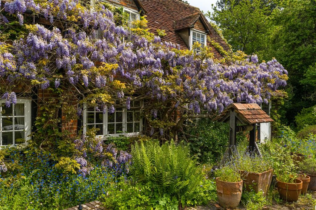 Wisteria