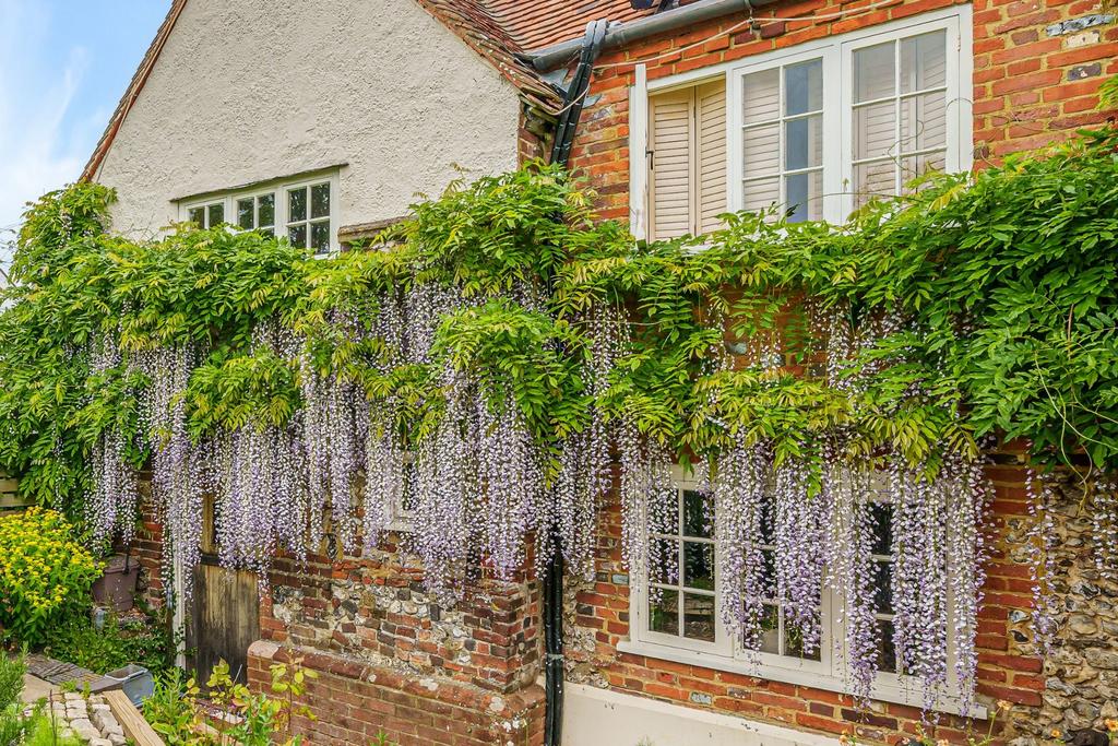 Wisteria