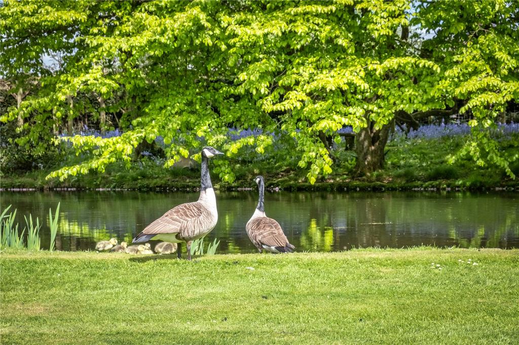 Wildlife On The Lake