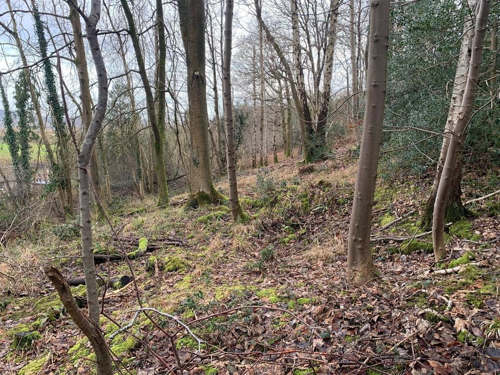 Woodland