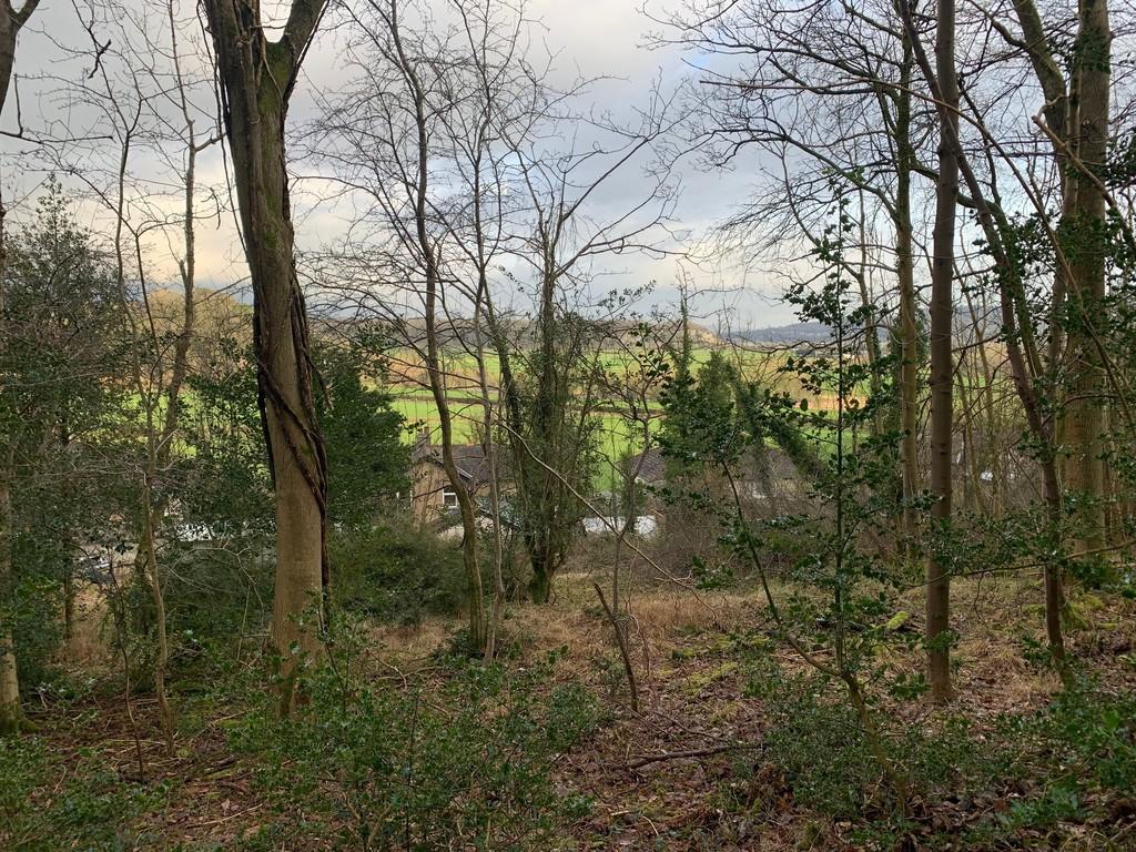 Woodland