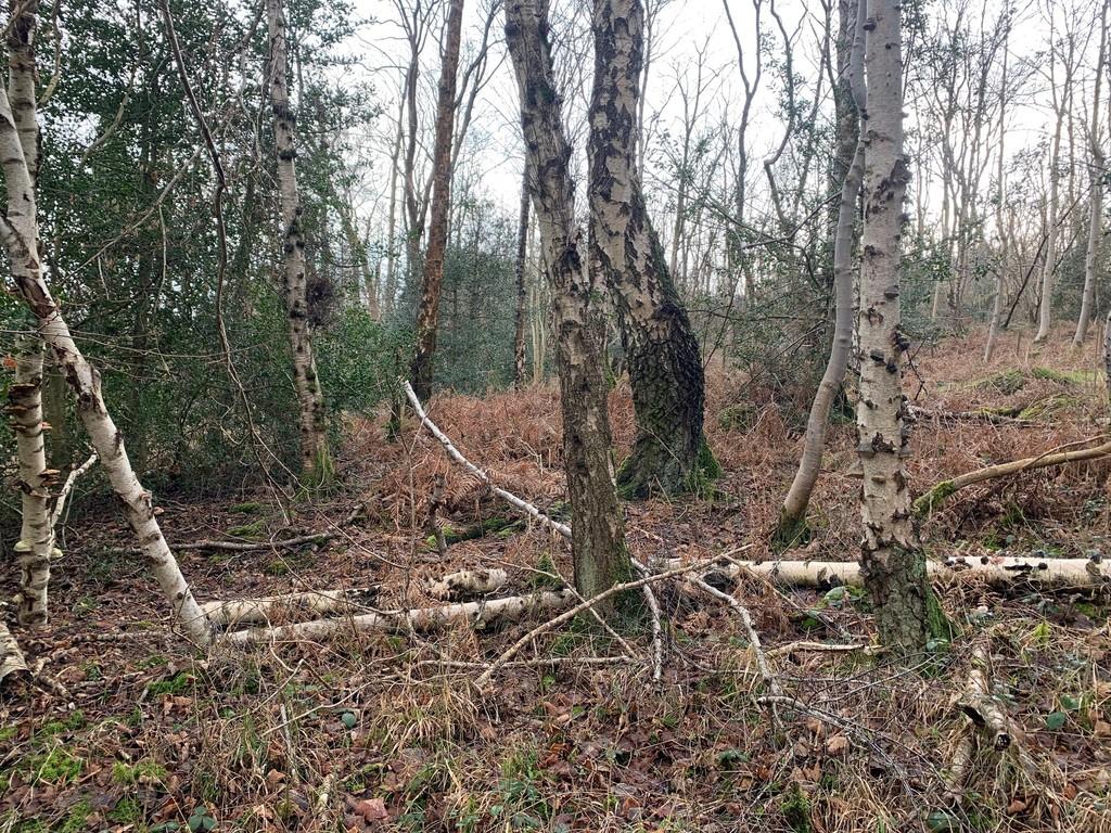 Woodland