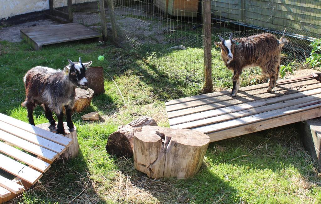 Goat Enclosure