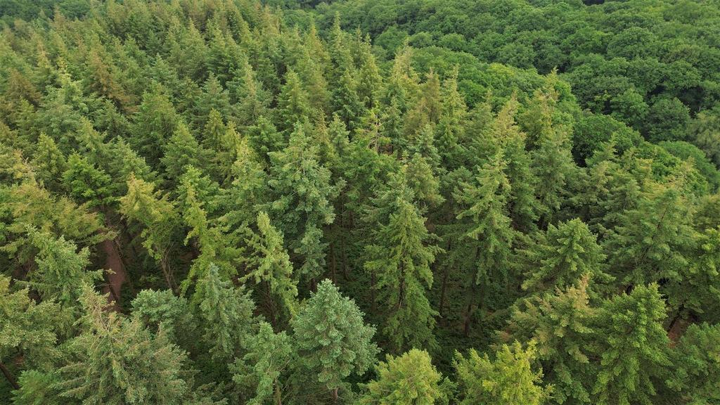 Tree canopy showing tree health v2.jpg