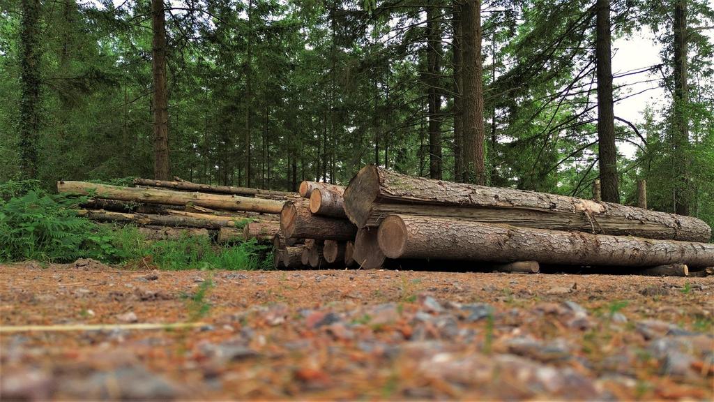 Stockpiled wood v2.jpg