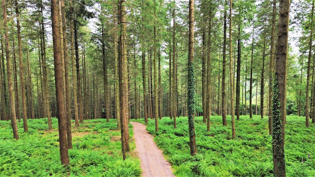 Trees 2 v2.jpg