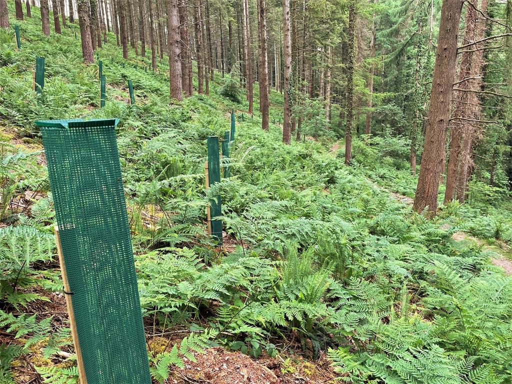 Restocked trees v2.jpg