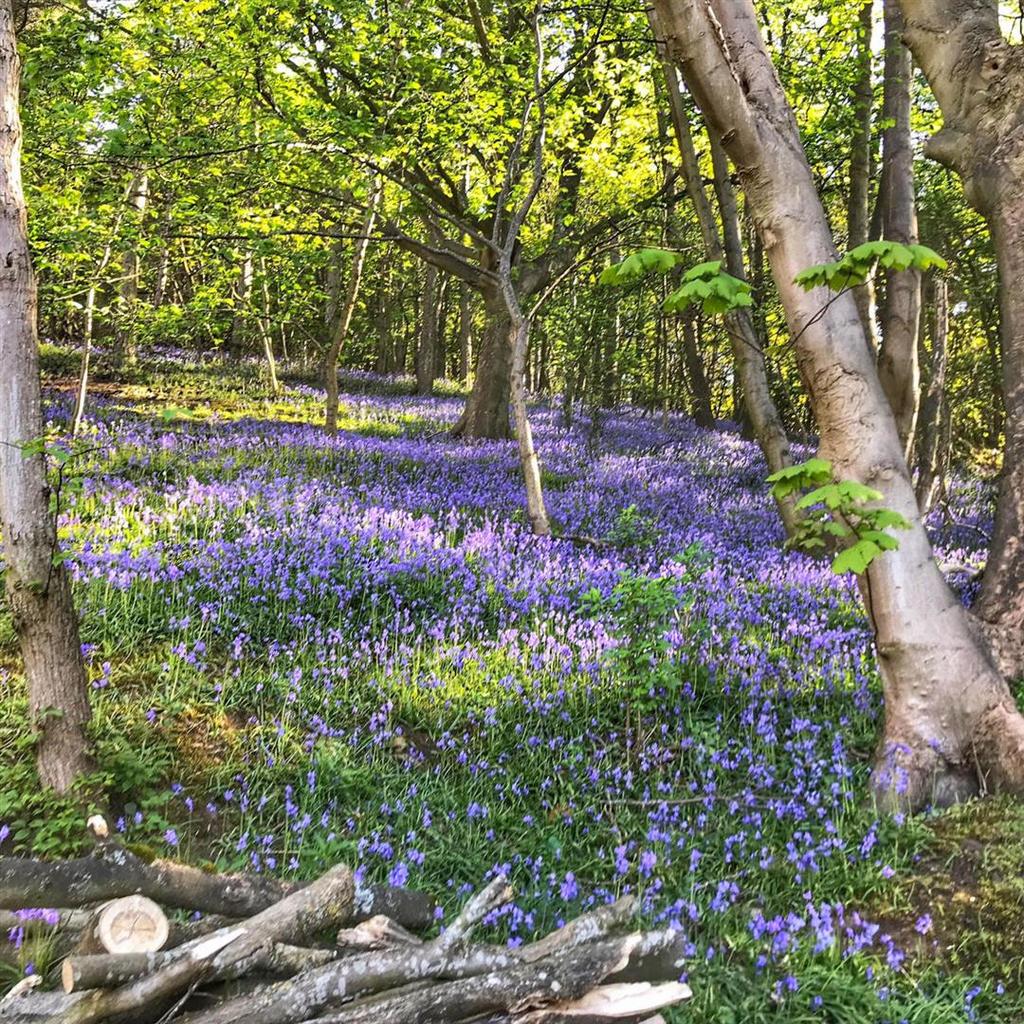 Our Bluebell Wood.jpg