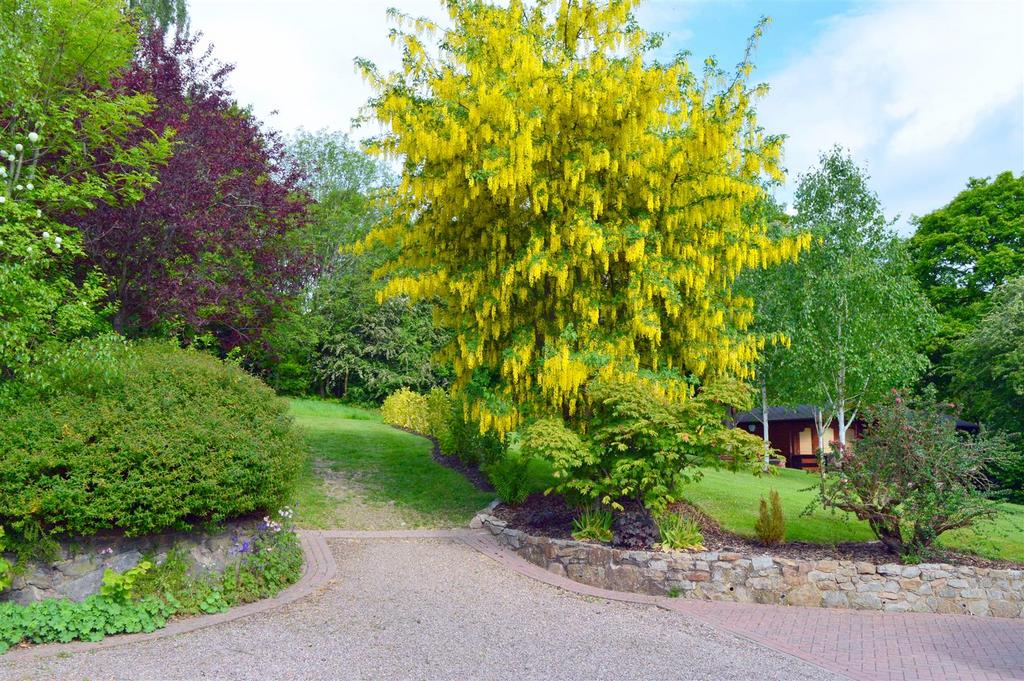 Our Laburnum Tree.JPG