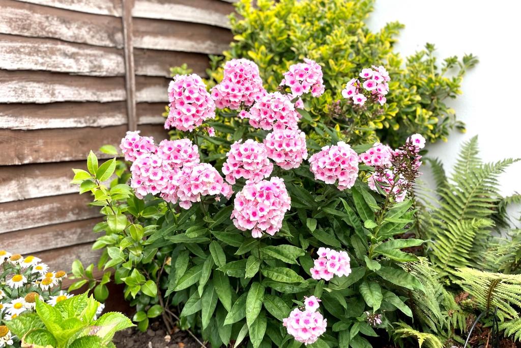 124 Warwick FLOWERS