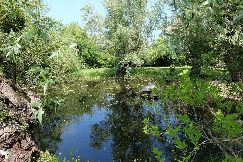 Pond