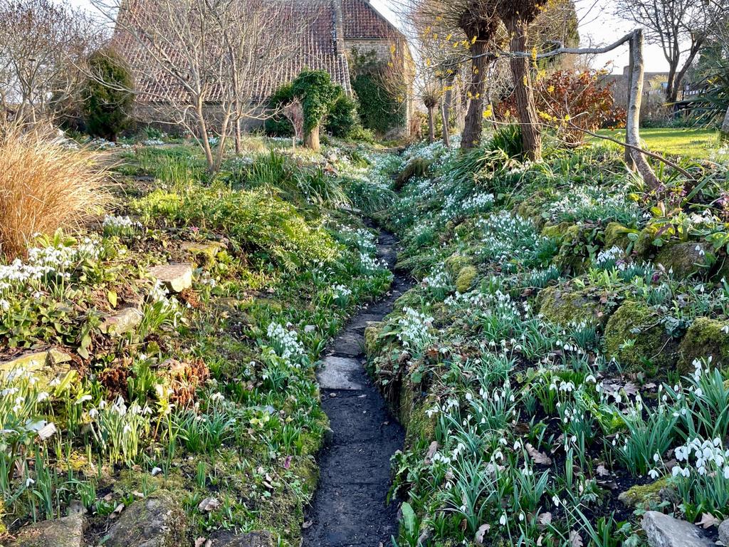 Snowdrop Ditch
