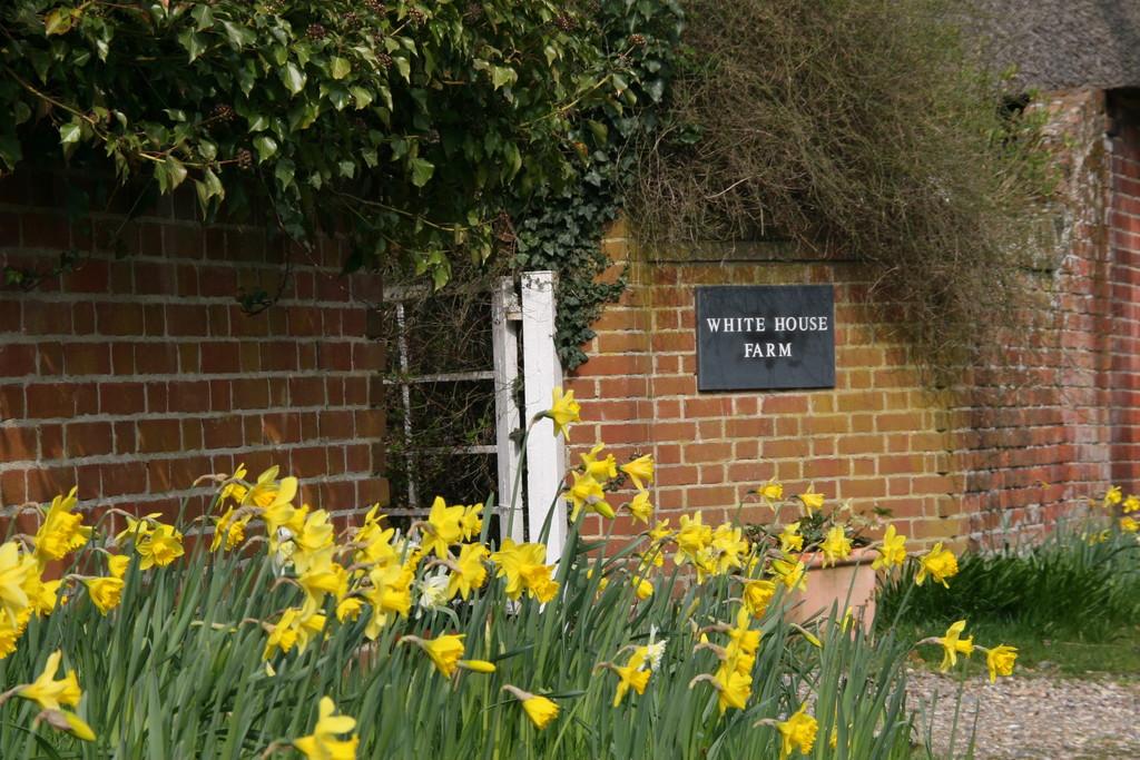 White house farm   daffodils