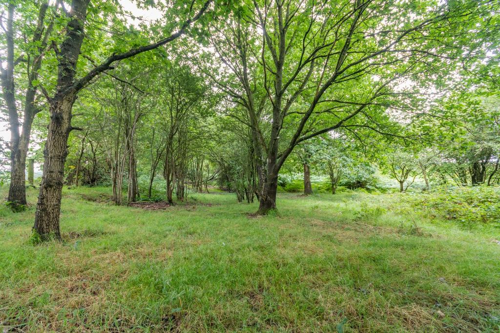 Woodland