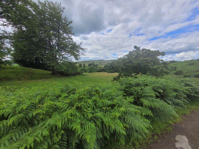 Bracken
