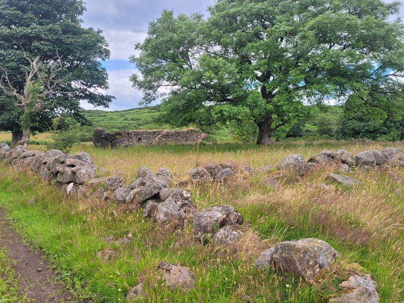 Farmstead ruin