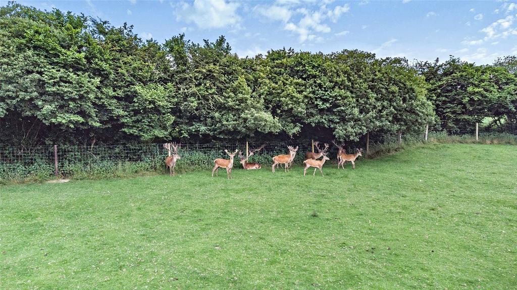 Deer Enclosure