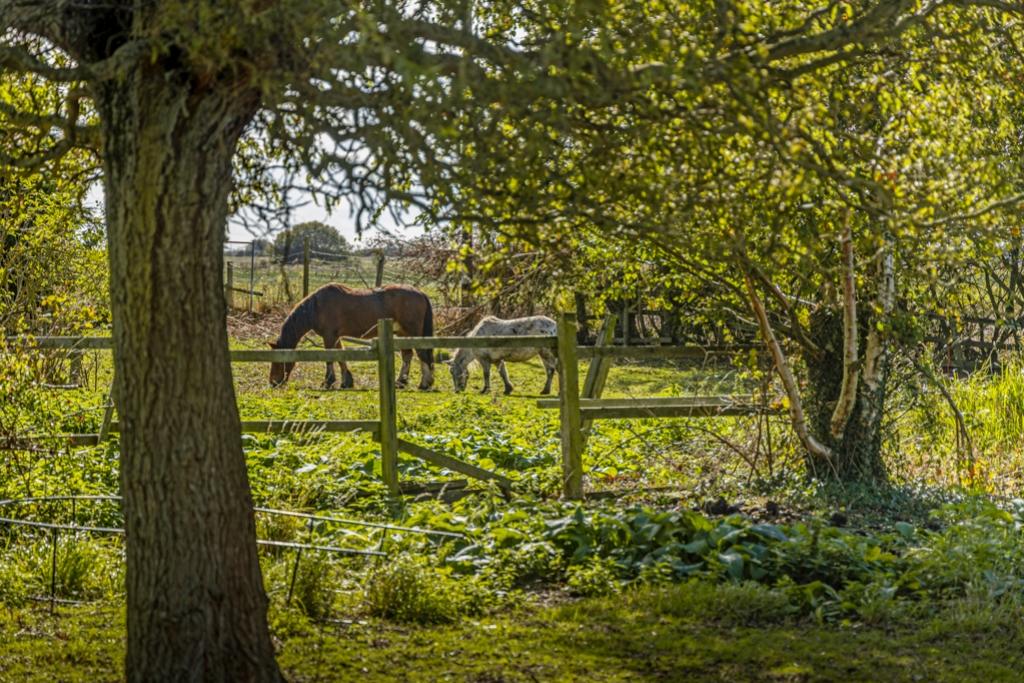 Ash Tree Farm (Amber Hill) 10