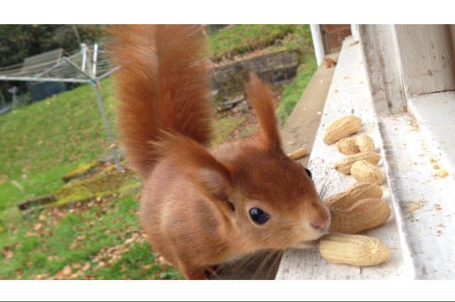 Local Wildlife at the Property