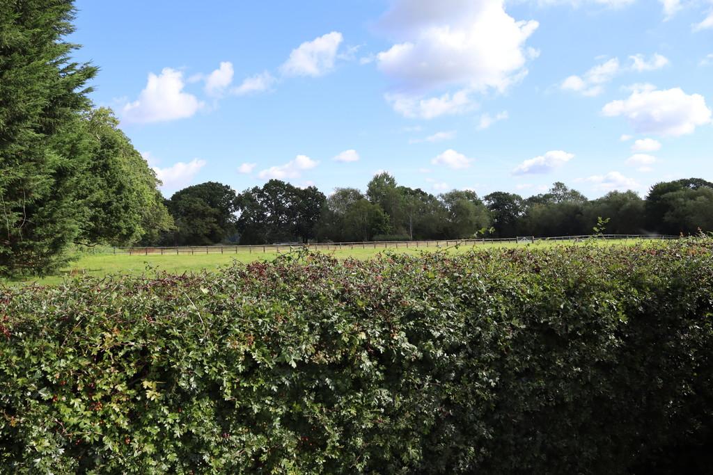 Rear Paddock