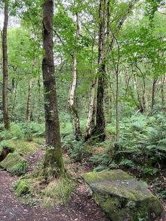 Land for sale, Goit Stock Wood, Harden, Bingley, West Yorkshire, BD16