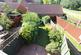 View of garden