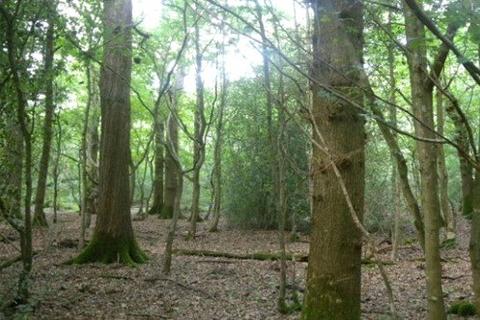 Land for sale, Moat Wood, East Hoathly, East Sussex, BN8