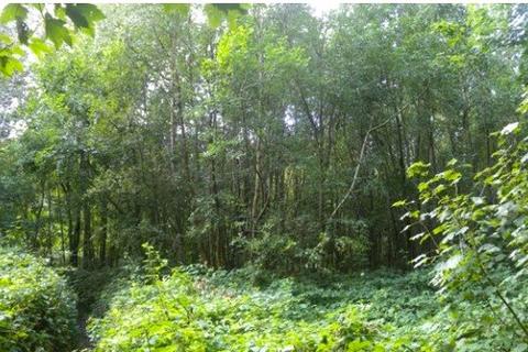 Land for sale, Moat Wood, East Hoathly, East Sussex, BN8