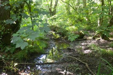 Land for sale, Moat Wood, East Hoathly, East Sussex, BN8