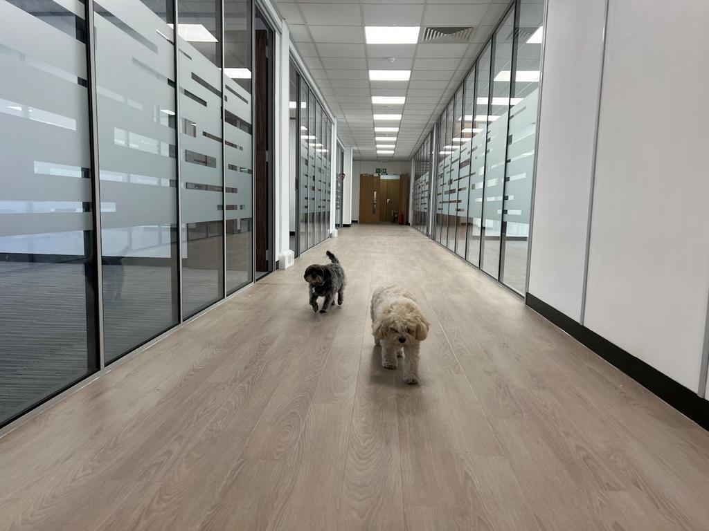 SP GF offices corridor dogs 4.jpg
