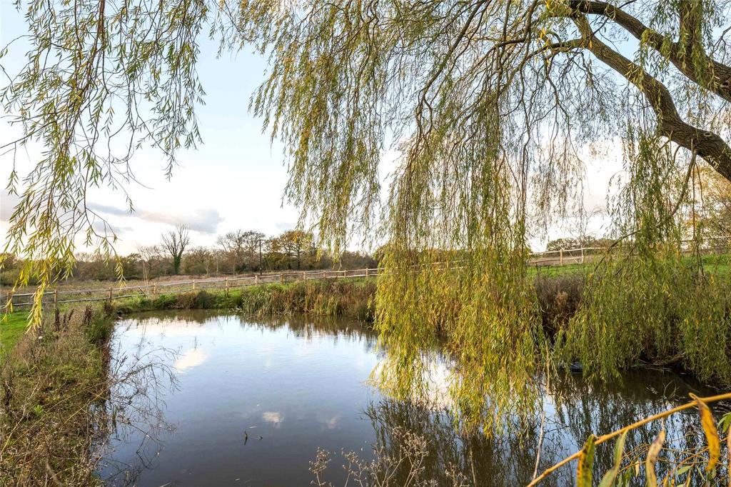 The Pond