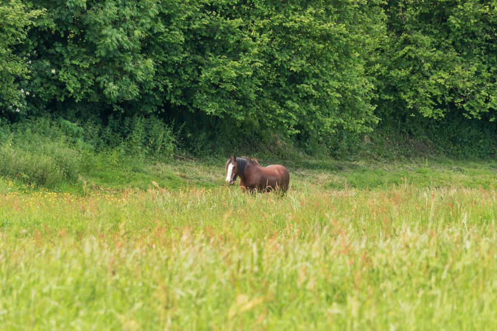 View to Neighbouring Field