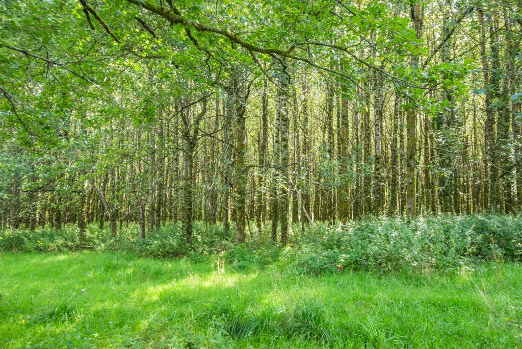 Lodge Development Site, Holmingham Farm, Bampton, Tiverton, Devon, EX16