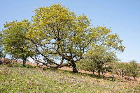 Land for sale - Buckfastleigh, Devon