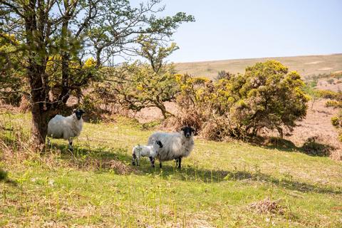 Land for sale - Buckfastleigh, Devon