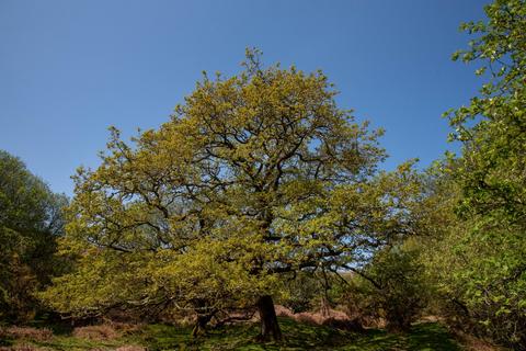Land for sale - Buckfastleigh, Dartmoor National Park, Devon